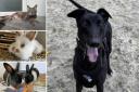 Various pets at Ashley Heath are needing new owners