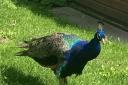 The stray peacock