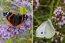 Butterfly Conservation has seen record numbers of reports for this year's butterfly count