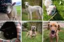 All these animals are looking for their forever homes