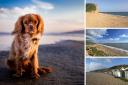 What dog owners think of west Dorset beaches