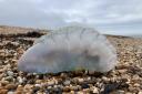 Portuguese man o' war washed up on Cogden beach