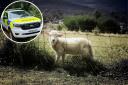 A large number of lambs have been stolen from a West Dorset field.