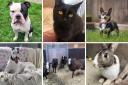 These animals are looking for forever homes in Dorset
