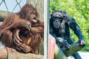 From left: Orphaned orangutan Kayan and rescued chimp Kangoo