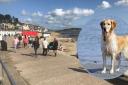 DOGS will continue to be allowed to roam without a lead on Dorset beaches in the winter