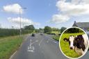A Bridport road was blocked twice by cows