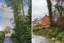 Before and after: Ash trees were felled due to ash dieback disease