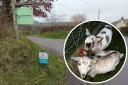 Two pygmy goats have been stolen from a farm in the village of Marshwood