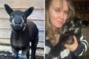 The stolen lambs are three-week-old Elton (left) and two-week-old Ellie (right) with owner Amy Wright