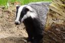 Trust warns more than 2,500 badgers in Dorset to be culled
