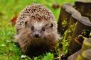 A Dorset resident has lamented the use of paint to keep track of hedgehogs in the county.