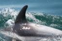 WELL TRAVELLED: A White-beaked Dolphin seen far from its usual Lyme Bay home