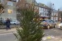 The Bridport Community Christmas Tree has been stripped bare by vandals