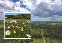 Powerstock Common with an inset of Daisies at Kingcombe. Picture: Dorset Wildlife Trust