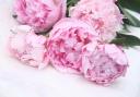 Cut peonies Picture: Alamy/PA
