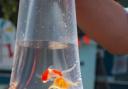 The practice of giving goldfish as prizes has been slammed by the RSPCA