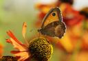 A gatekeeper butterfly Picture: Liam Richardson/Butterfly Conservation/PA