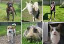 Margaret Green Animal Rescue is looking to find homes for these animals, can you help?