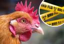 Bird flu restrictions are in place nationwide