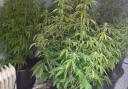 Stock picture of cannabis plants