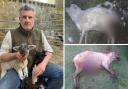 Farmer fears dog attacks during vulnerable Easter lambing period