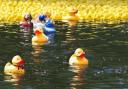 The race will see hundreds of ducks head down the river cheered on by spectators