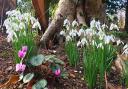 'Snowdrops appear to be in abundance this spring around Bridport'