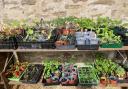 GARDENERS will be sharing the bounty of their spring sowings as a popular plant swap event takes place in west Dorset.