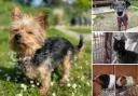 Would you be able to give one of these animals a home in the Dorset area?