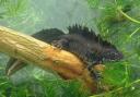 An adult male great crested newt