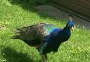 The stray peacock