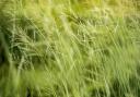 File picture of grasses in garden