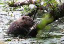 Beavers thriving in Dorset after second litter is born
