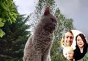 Earl the four-year old grey Selkirk Rex has been missing from Mosterton since last Wednesday, leaving his family missing 