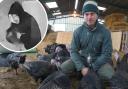Farmer devastated after £7k worth of turkeys stolen
