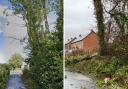 Before and after: Ash trees were felled due to ash dieback disease