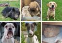 Margaret Green is looking to rehome these animals