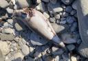 Dead porpoise washed up on Monmouth Beach