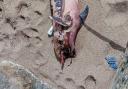 Dead dolphin washes up on Hive Beach at Burton Bradstock