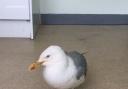 The RSPCA has released a warning after more than a dozen  cases of 'drunk' seagulls, Picture: RSPCA