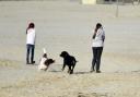 New rules on dogs in public spaces to come into force