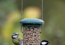 Blue tit and Great tit. Picture: Nigel Blake (rspb-images.com)