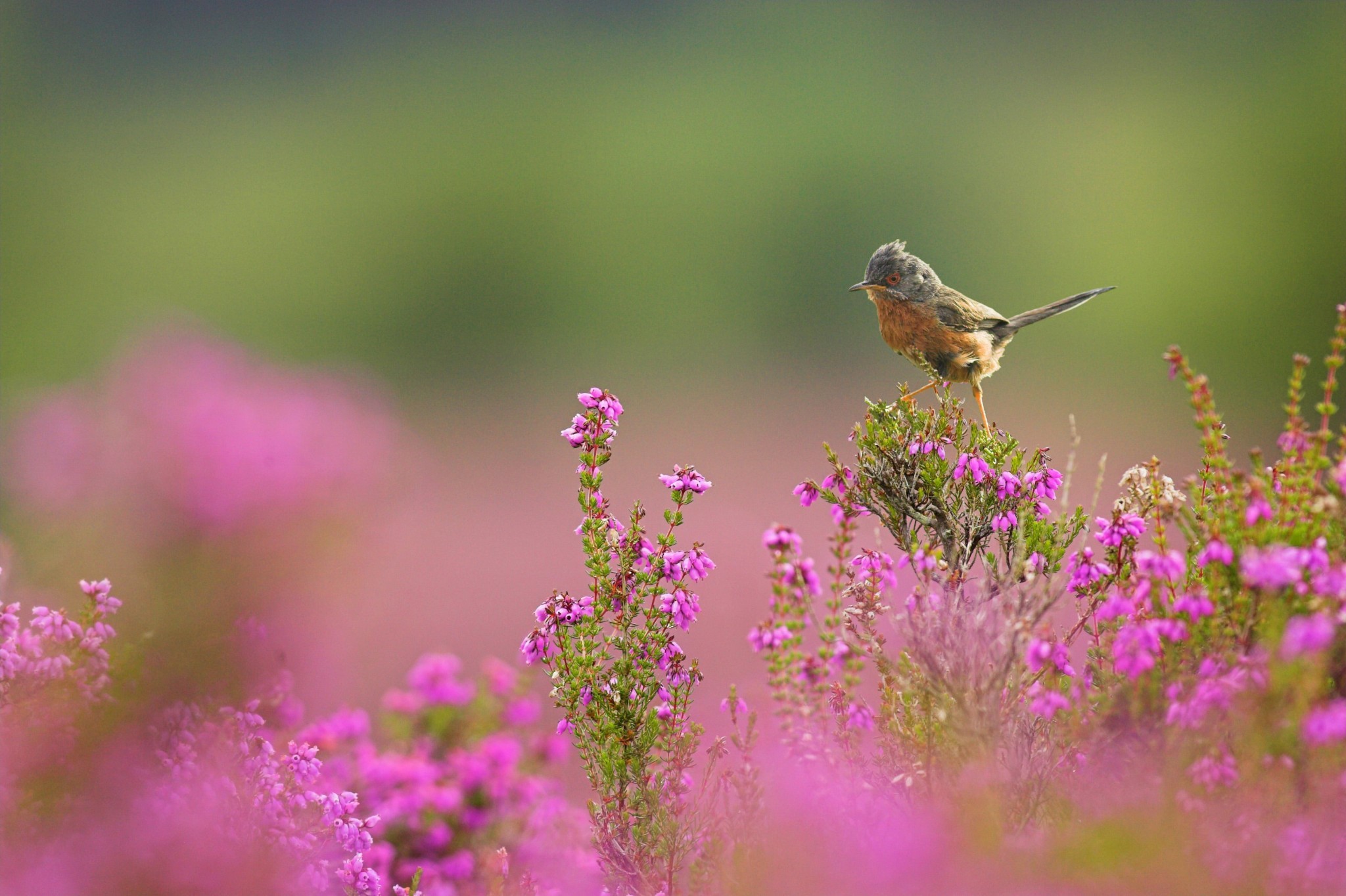 Dartford Warbler makes a comeback in Dorset at RSPB Arne | Bridport and Lyme Regis News - Vimarsana News