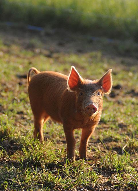 Bridport and Lyme Regis News: The Story Pig. Picture: The Story Pig