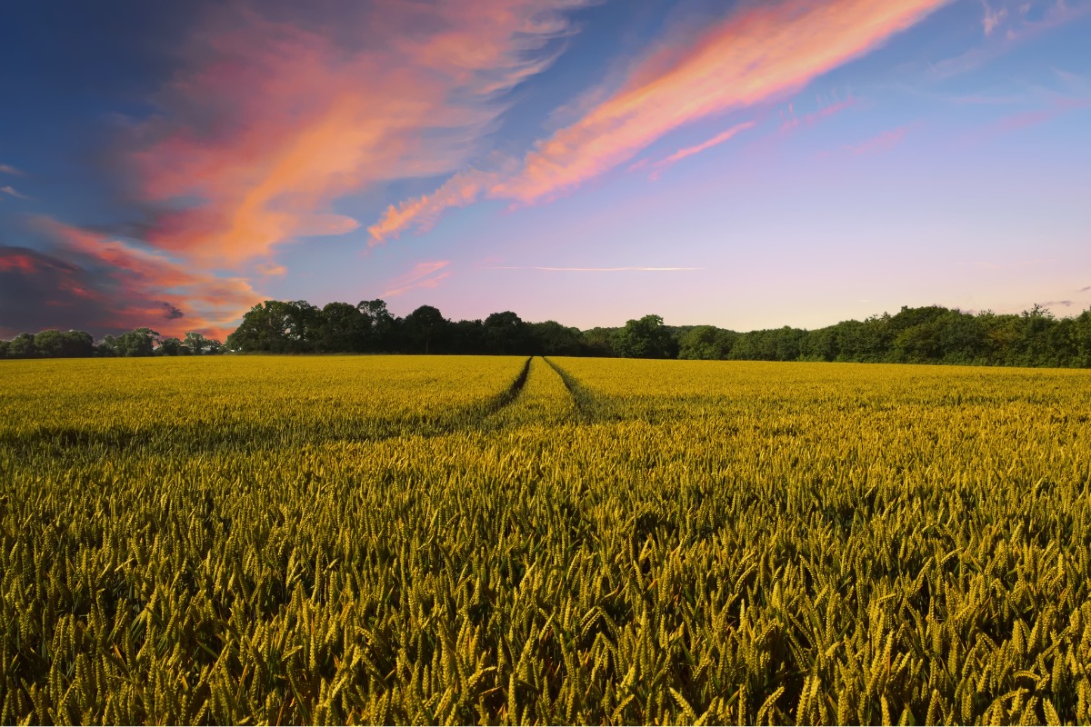 Rural Dorset to test new 5G technology for next generation agriculture
