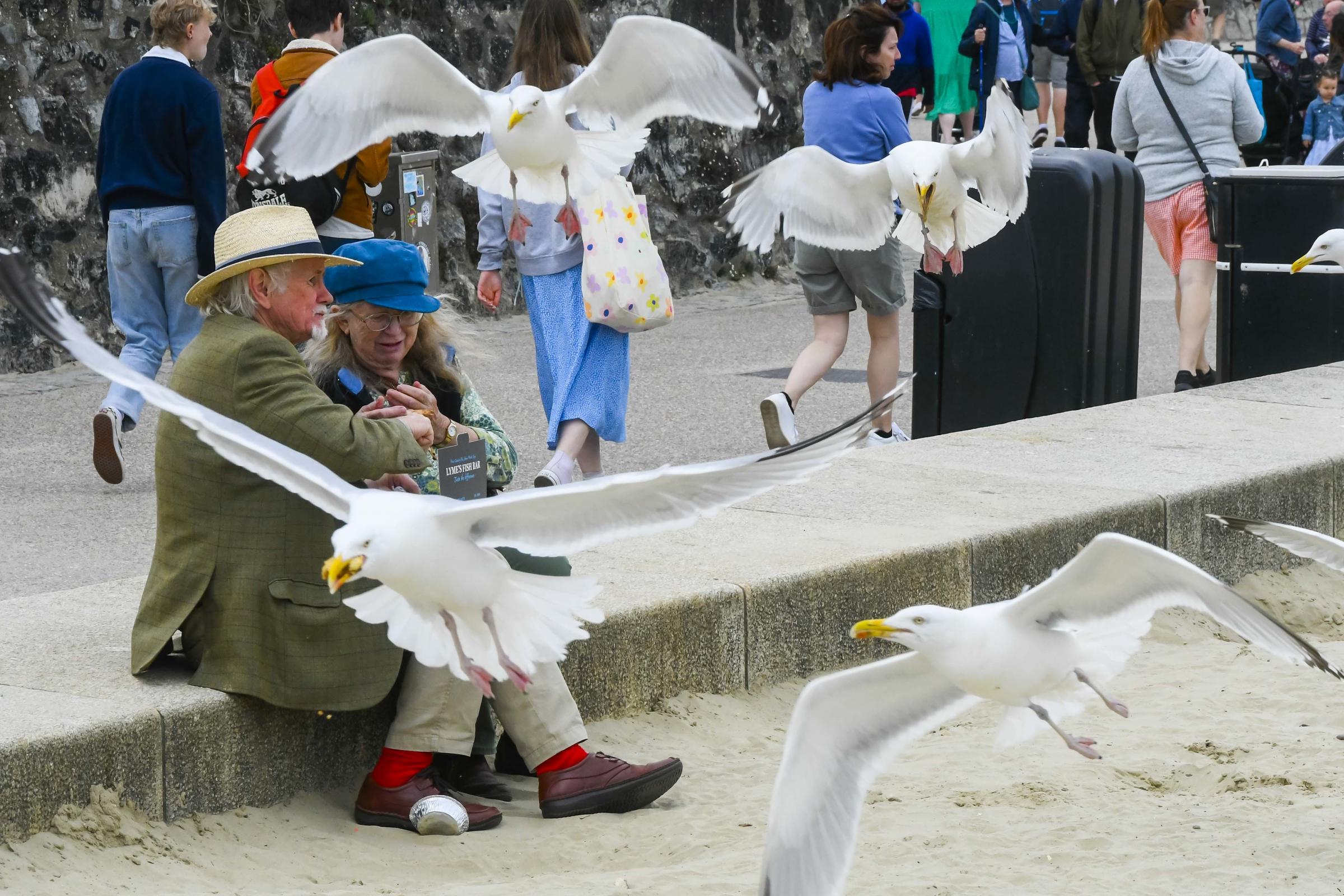 A daring seagull flies in and steals a piece of fish from the fingers of a woman having lunch with her husband at the beach at the seaside resort of Lyme Regis in Dorset. The gull flies off with the fish with other gulls in pursuit. 5th July 2022. 