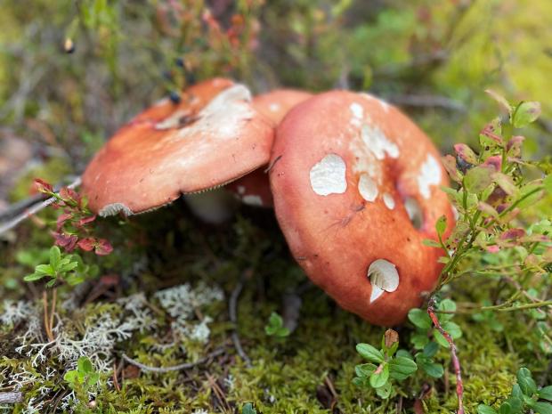 Bridport and Lyme Regis News: Undated issue Photo of mushrooms in budding in the forests of the Dales.  See PA Feature TRAVEL Sweden.  Image credit should be: PA Photo/Sarah Marshall.  WARNING: This image may only be used to accompany PA Feature TRAVEL Sweden.