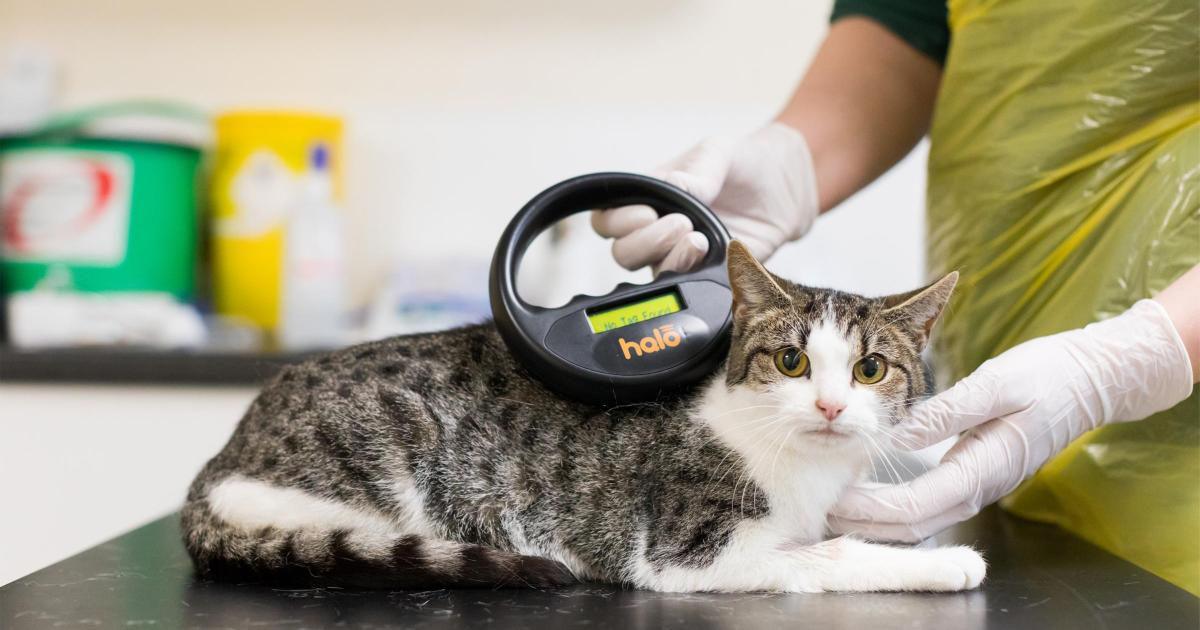 Calls to microchip cats after two found dead in Bridport | Bridport and Lyme Regis News - Vimarsana News