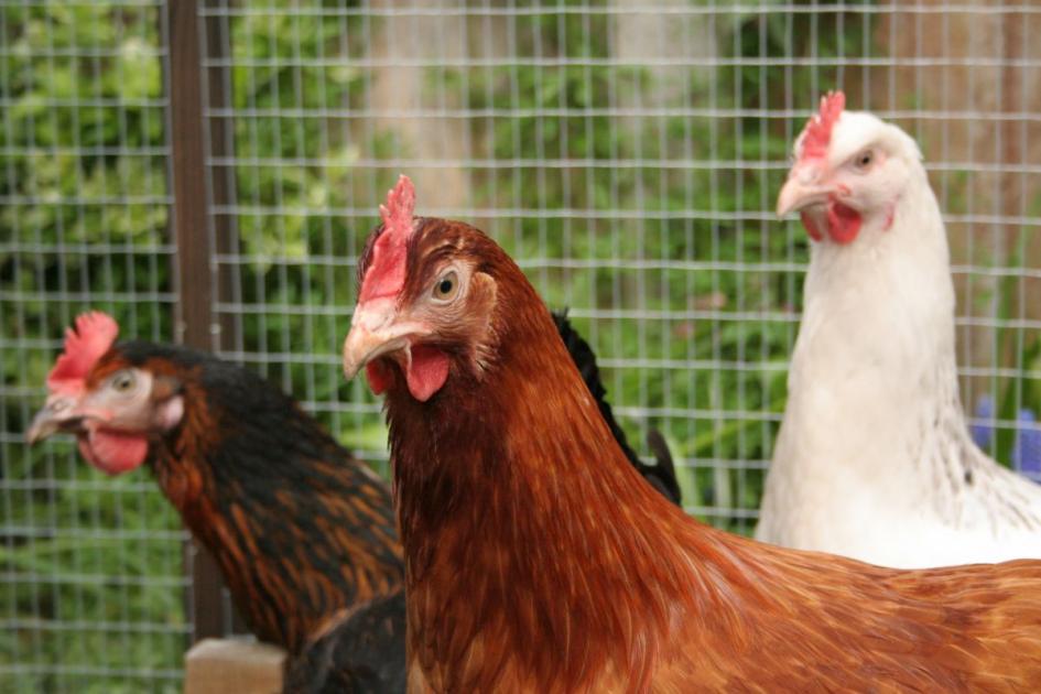 Can humans get bird flu and what are the symptoms?